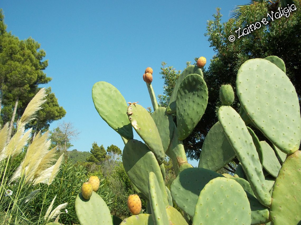 cactus isola elba