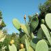 cactus isola elba