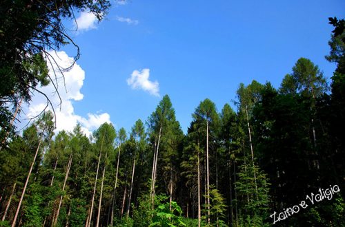 bosco natura ecologia