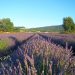 campi lavanda provenza