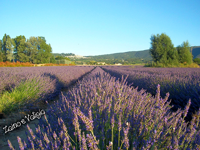 campi lavanda provenza